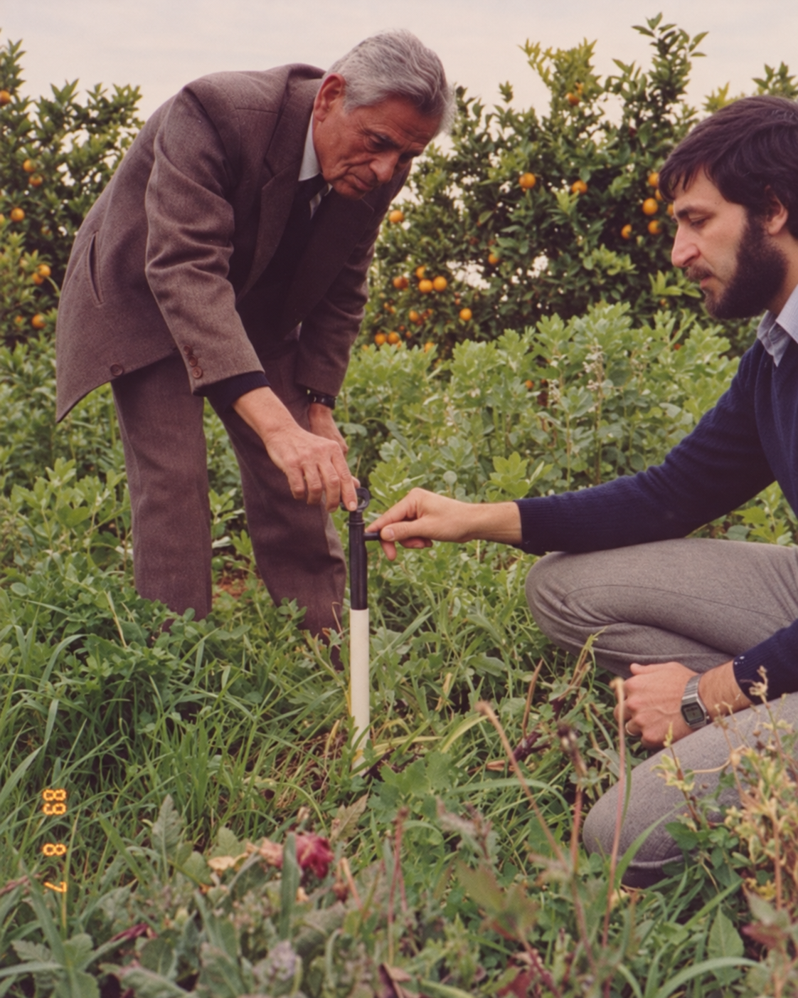 Two men examining plants in an orchard