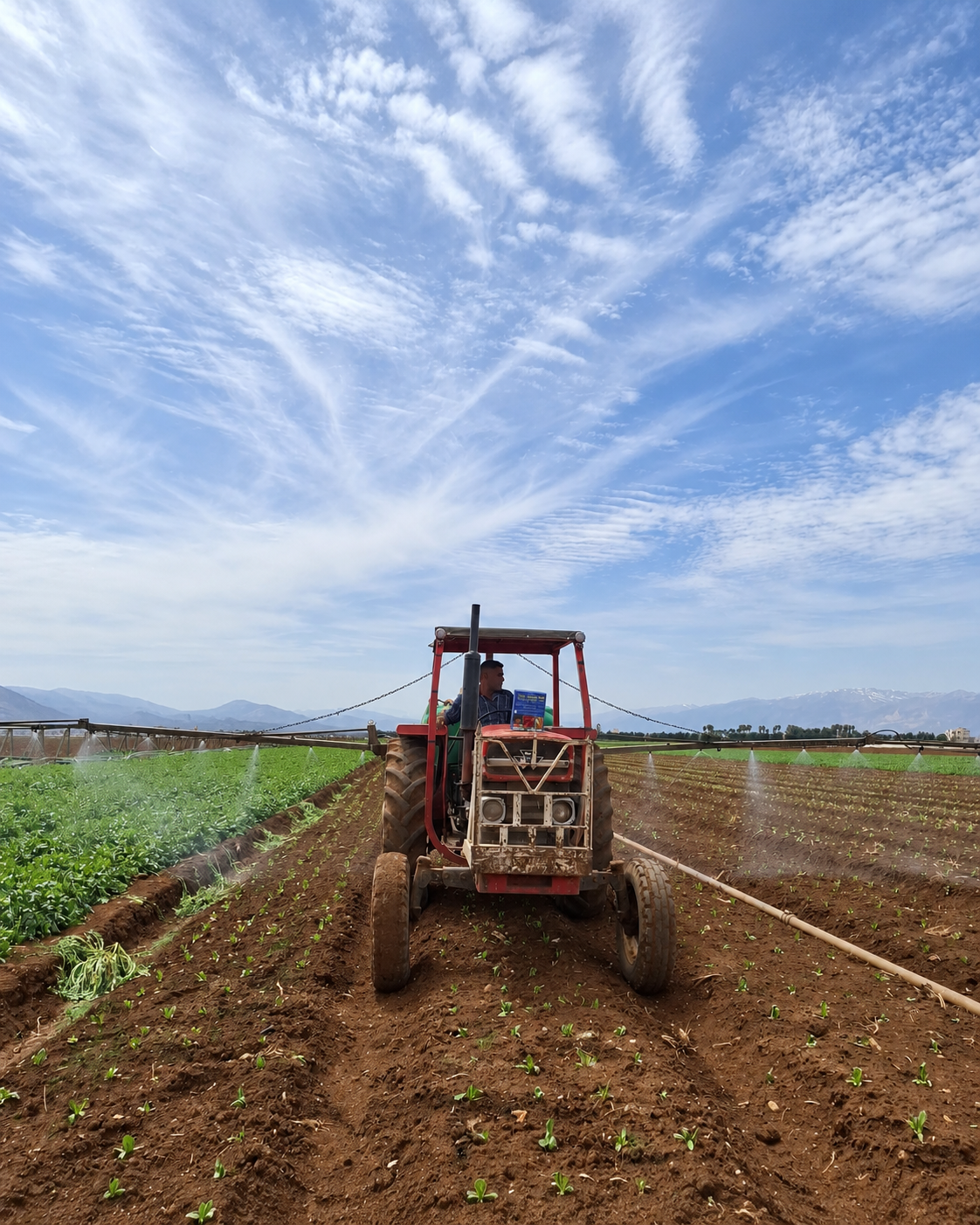 Tractor working between cultivated rows