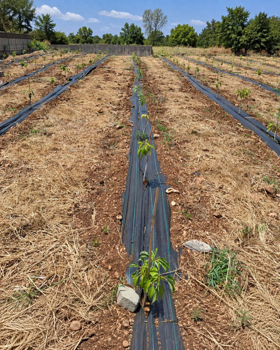 Young crops planted in mulched field rows